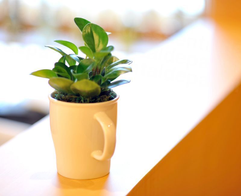 Bloom Clinic - Clinic and decoration